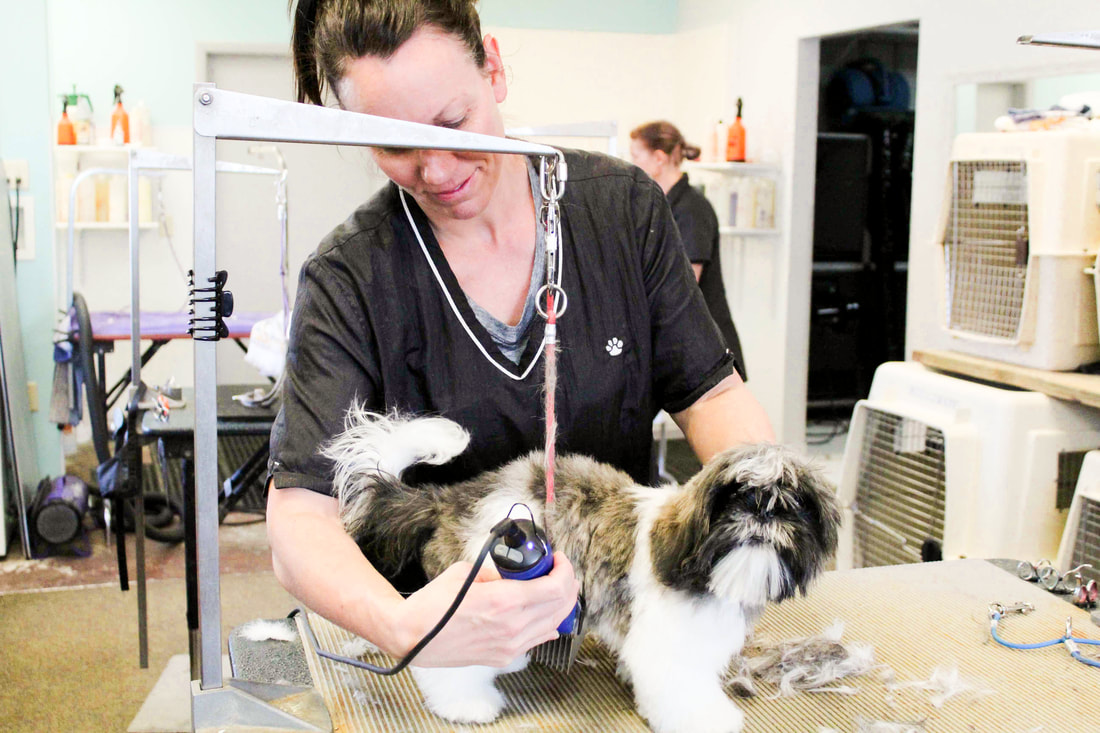 Pet care photograph from North Pine’s original website