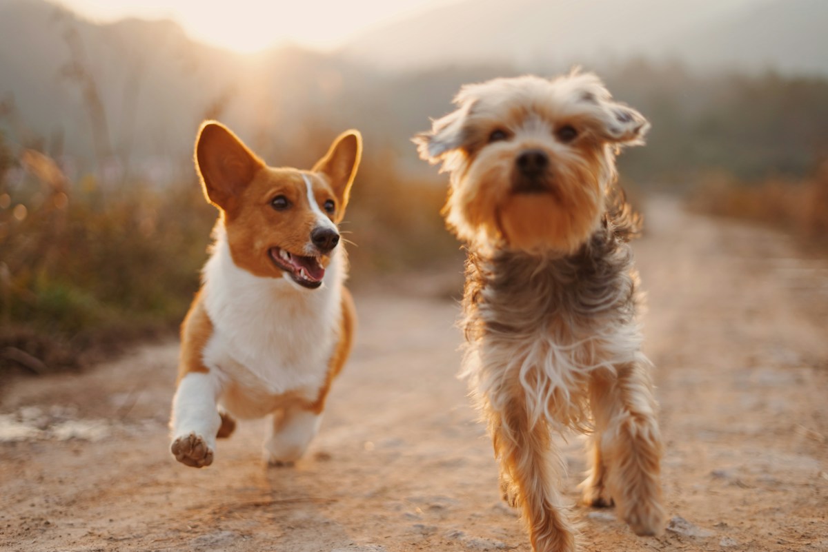 Two happy dogs enjoying time outdoors; illustrative photography